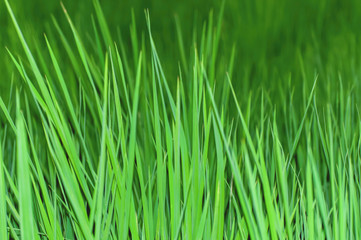 Lush green paddy leaves 