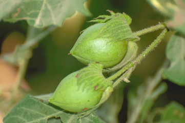 Sprout and bolls of cotton plant