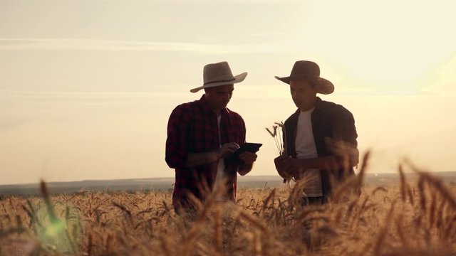 eam work. Two farmers stand at sunset in a wheat field, and discuss the new crop.. Farmers use new technologies in agriculture. Growing organic products.