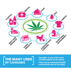 the many uses of cannabis, hemp, marijuana, weed  infographic on white background.