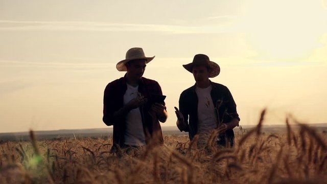 eam work. Two farmers stand at sunset in a wheat field, and discuss the new crop.. Farmers use new technologies in agriculture. Growing organic products.