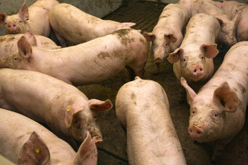Pigs at stable. Pigbreeding. Farming Netherlands