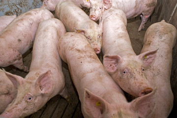 Pigs at stable. Pigbreeding. Farming Netherlands