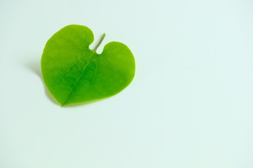 green heart with leaves isolated on white