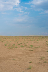 Fototapeta na wymiar Green Grass in Thar Desert, Rajasthan, India