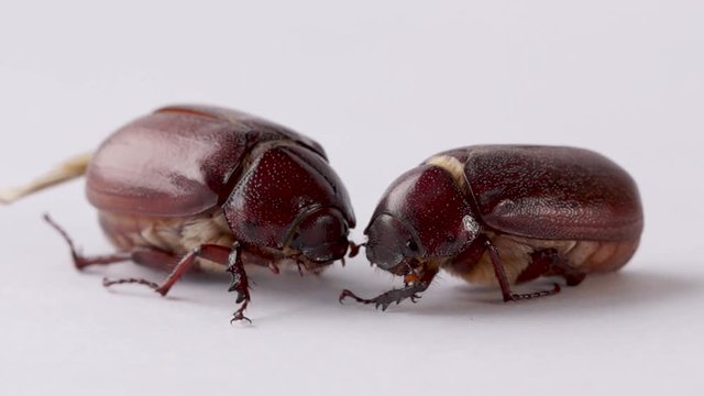 Two beetles of genus Phyllophaga isolated on white background