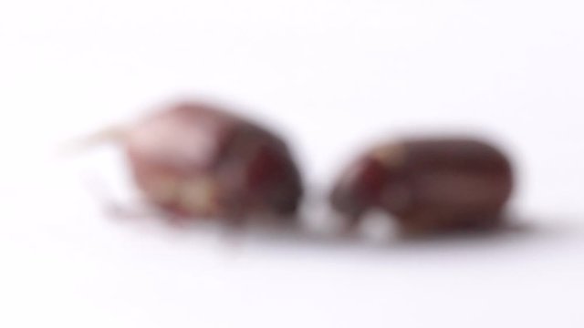 Rack focus macro of two june bug beetles on isolated white background