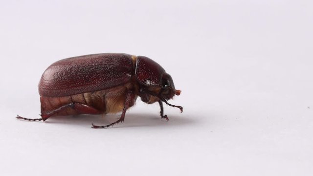 Slow zoom in macro Muna beetle or June bug, edible insect of New Guinea