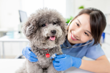 veterinarian at veterinary clinic