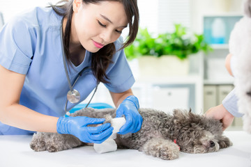 pet dog get wound bandaged