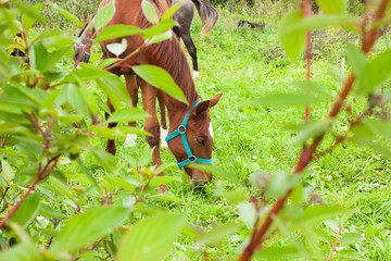 View through the branches of a bush. A young horse grazes on the green grass. Selective focus