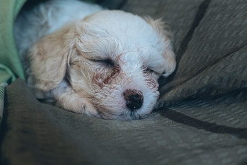 Chinese Crested Powderpuff dog sleeps on sofa
