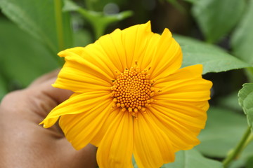 yellow flower with drops of water