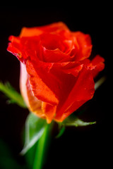 Beautiful orange rose on dark background.