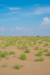 Fototapeta na wymiar Green Grass in Thar Desert, Rajasthan, India