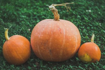 Halloween pumpkins on the grass. Autumn decor.