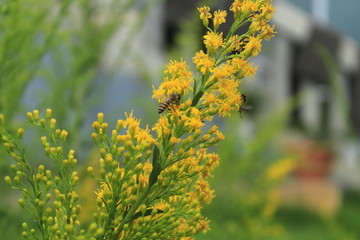 yellow flowers in garden