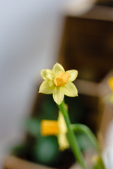 Beautiful daffodil flowers as a home plant.