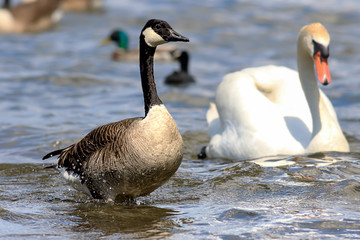Canada goose standing in the water in the background a swan a duck and a coot
