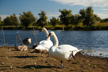Swans on the shore of a park pond.