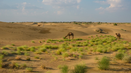 Fototapeta na wymiar Camel safari in Thar Desert, Rajasthan, India