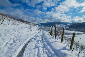 Fototapeta na wymiar Weinberge Reben Winter Schnee