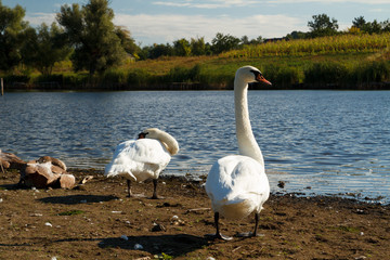 Swans on the shore of a park pond.