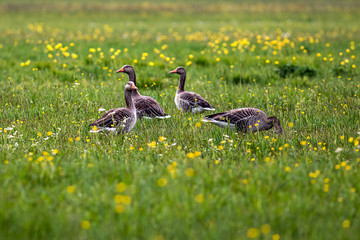 five grayleg geese on a green meadow with yellow buttercups