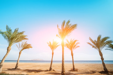 Naklejka na ściany i meble ocean beach with row palms on horizon