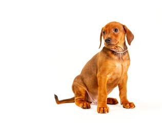 German Pinscher puppy