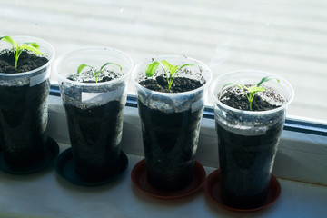 Seedlings growing by the window