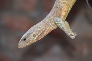 lizard on rock or forest lizard hanging 
