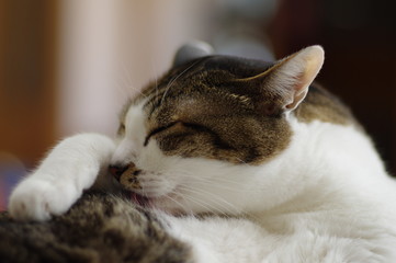 毛繕い中の猫