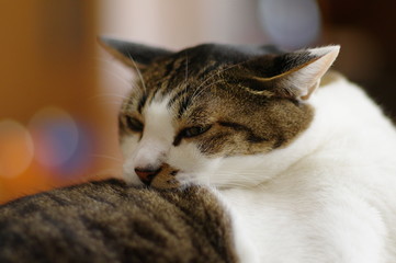毛繕い中の猫