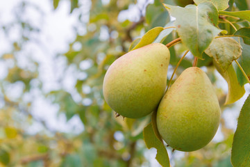 Pear hanging on a tree and Matures in late summer