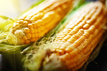 Fresh corn on cobs on rustic wooden table, closeup. Harvest Festival. Autumn background. Selective focus. Horizontal.