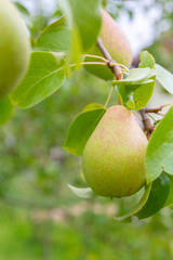 Pear hanging on a tree and Matures in late summer