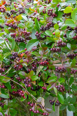 Chokeberry grows on a Bush in late summer