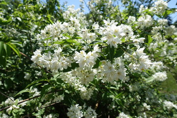 Lots of white flowers on branches of Deutzia in May