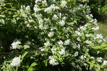 Deutzia in full bloom in spring garden