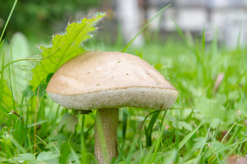 Mushroom boletus growing in the grass in the summer