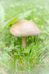 Mushroom boletus growing in the grass in the summer