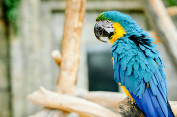 Portrait of colorful Scarlet Macaw parrot against jungle background