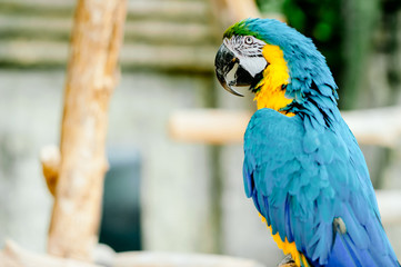 Portrait of colorful Scarlet Macaw parrot against jungle background