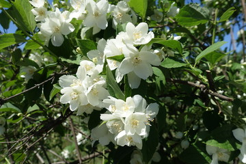 Big white flowers of mock orange in May