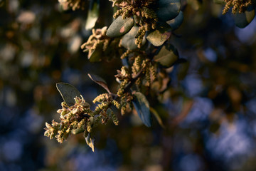 Holm oak flower at sunset.