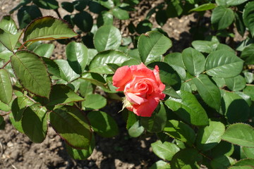 Half opened salmon pink flower in the leafage of rose bush