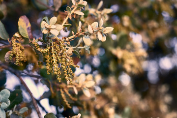 Holm oak flower at sunset.