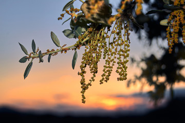 Holm oak flower at sunset.