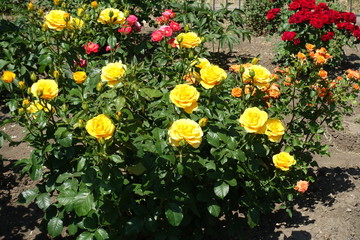 Fototapeta na wymiar Orange, yellow, pink and red rose bushes in the garden